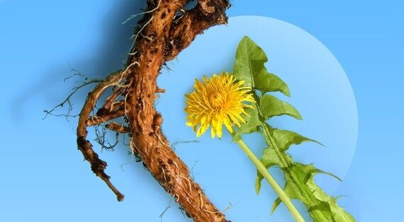 सिंहपर्णी के फायदे और नुकसान