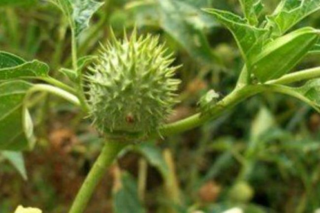 भगवान भोलेनाथ को क्यों पसंद है भांग और धतूरा, जानिए धार्मिक और वैज्ञानिक कारण