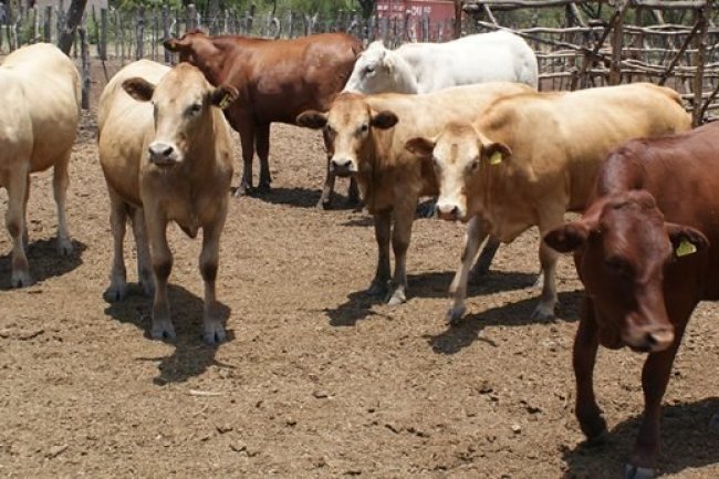 इन को बस देख लेने से ही मिल जाता है पुण्य