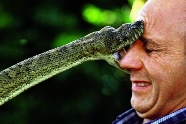 शास्त्रों के अनुसार इन कारणों से इंसान को डसता है सांप