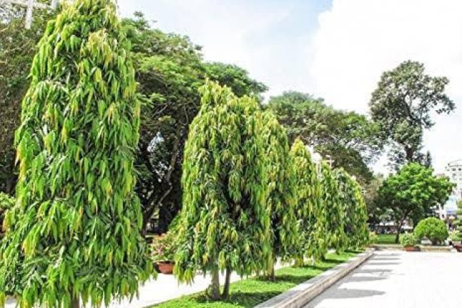 घर में सकारात्मक उर्जा लाता है अशोक का पेड़