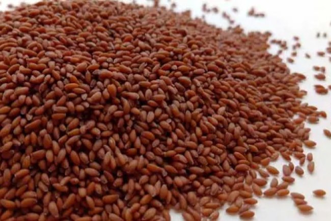 चंद्रशूर के ज़बरदस्त फायदे-