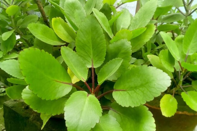 पाषाण भेद के ज़बरदस्त फायदे