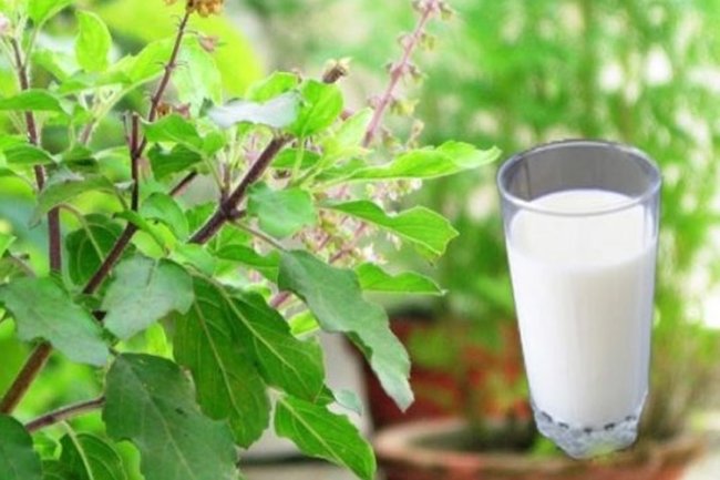 दूध में तुलसी डालकर पीने से होंगे ये 5 लाभ, जरूर जानें