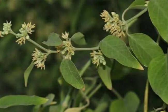 जीवन्ती के हैं अद्भुत फायदे