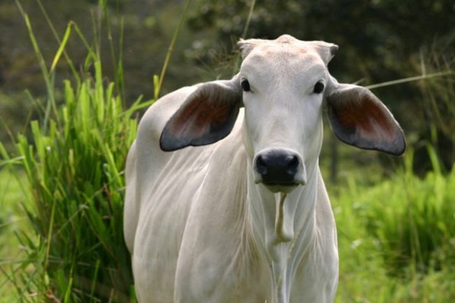 जानिए सुबह के 10 शुभ संकेत जो बता देते हैं कैसे गुजरेगा दिन