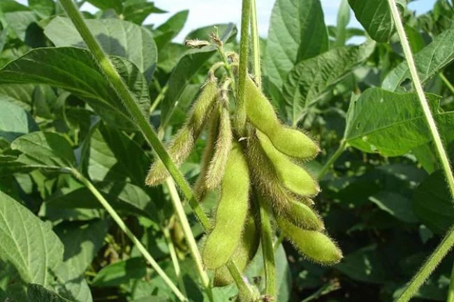 टेस्टी के साथ हेल्दी भी है सोयाबीन की हरी फलियां, जानिए 5 फायदे