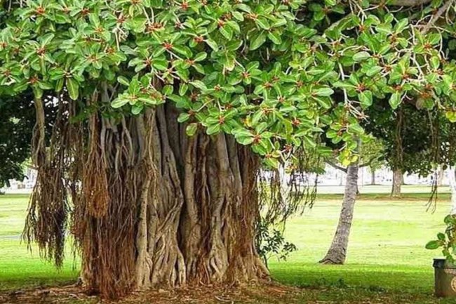 नौकरी-व्यापार में पदोन्नति के लिए करें बरगद के पेड़ के ये उपाय, मिलेगा लाभ