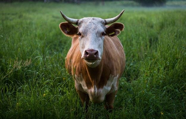 गोमूत्र के फायदे, उपयोग और नुकसान