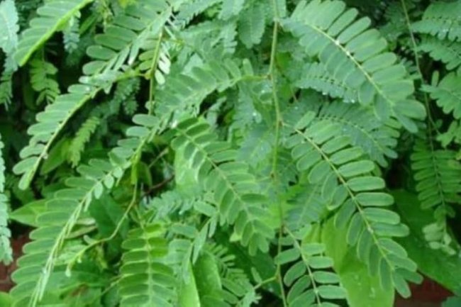 इमली के पत्ते के फायदें