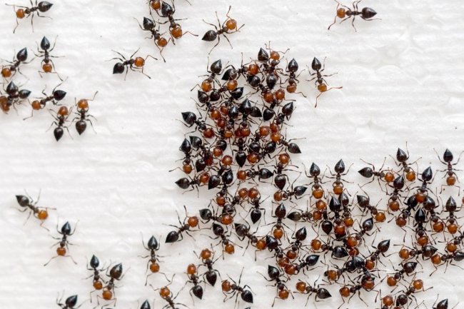 घर में लाल और काली चींटियों का आना क्या संकेत देता है? जानिए शुभ-अशुभ फल