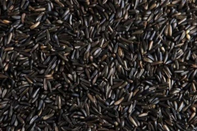 नाइजर बीज (रामतिल बीज) के तेल के फायदे और इसके दुष्प्रभाव